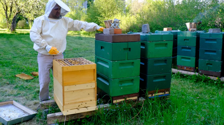 Bruder Andreas in Schutzkleidung bei den Bienenstöcken